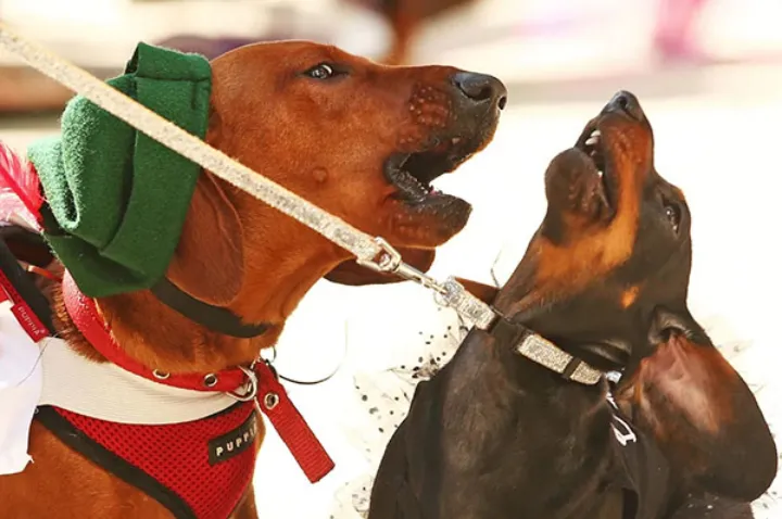 مقرراتی که برای نگهداری سگ در انتاریو  باید از آن‌ها آگاه باشید